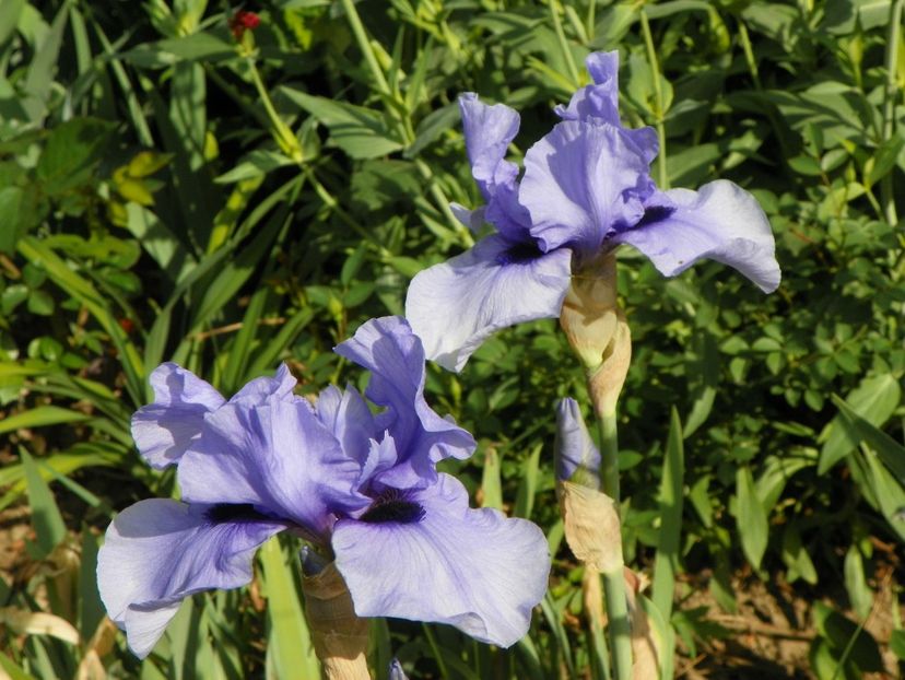 10 mai (126) - Irisi 2018