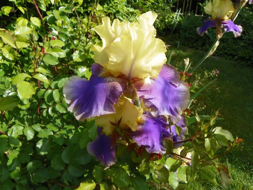 10 mai (131) - Irisi 2018