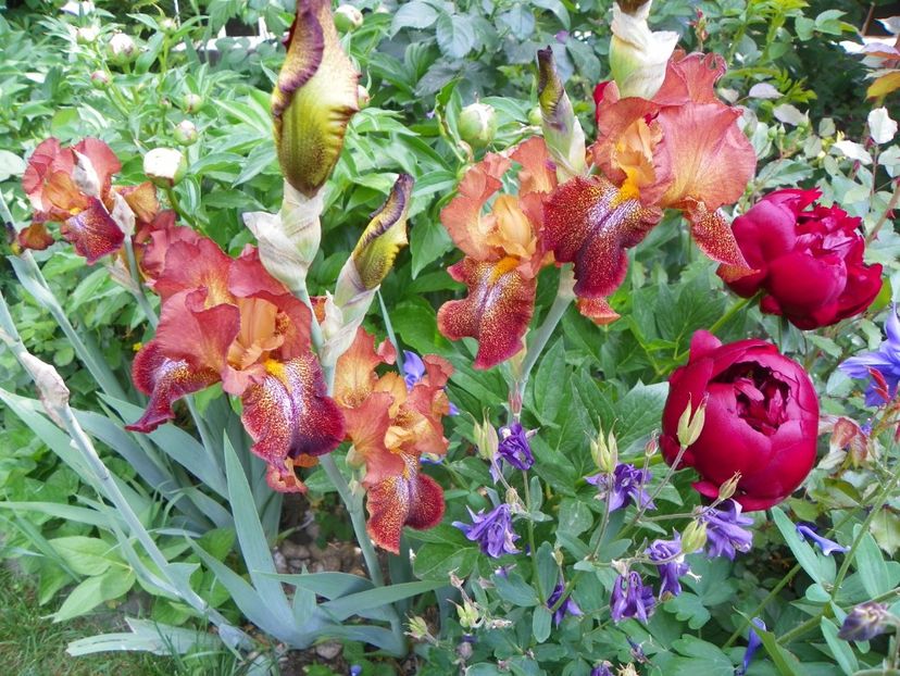 10 mai (137) - Irisi 2018