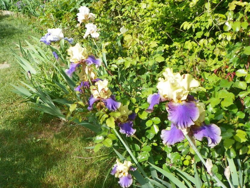 10 mai (139) - Irisi 2018