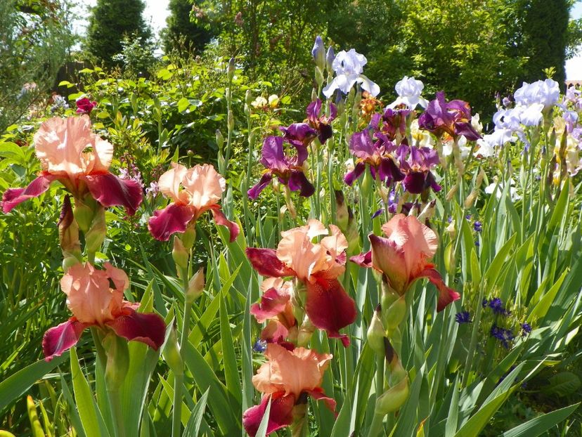 10 mai (162) - Irisi 2018