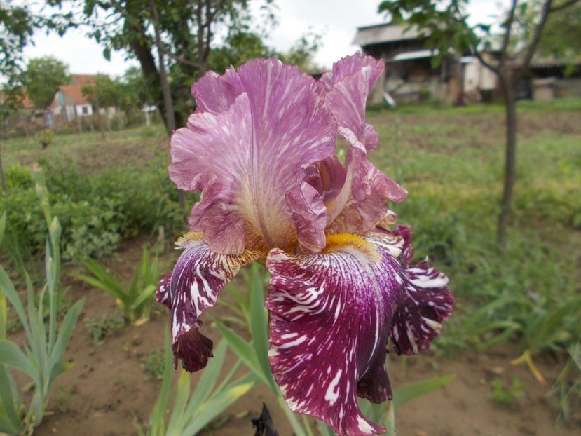  - Irisi-2018 Barbata Elatior si Intermedia