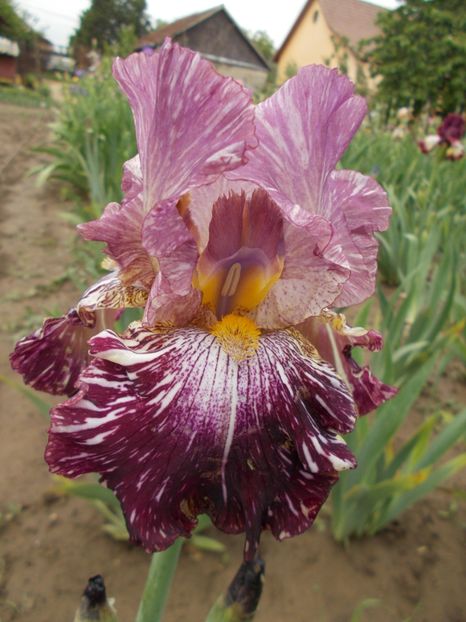  - Irisi-2018 Barbata Elatior si Intermedia