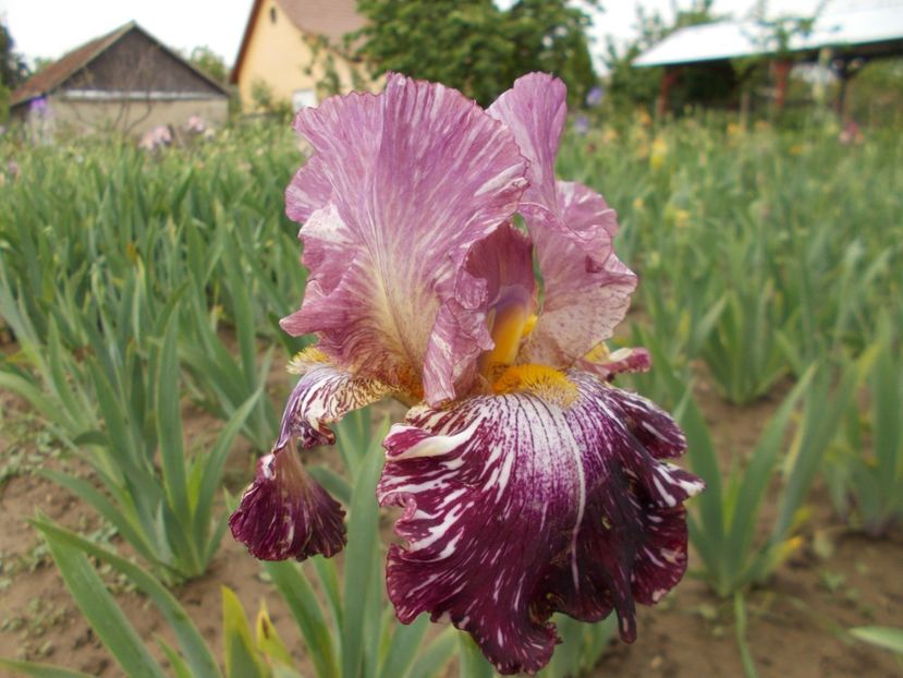  - Irisi-2018 Barbata Elatior si Intermedia