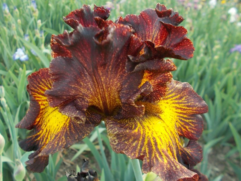 TUSCAN SUMMER - Irisi-2018 Barbata Elatior si Intermedia