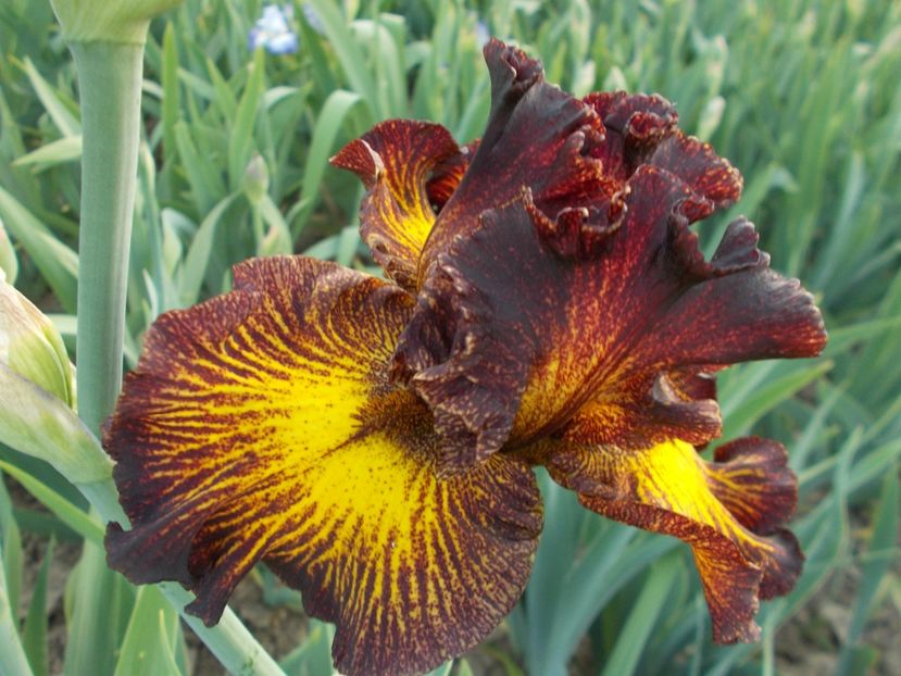  - Irisi-2018 Barbata Elatior si Intermedia