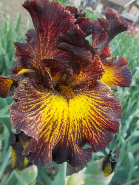  - Irisi-2018 Barbata Elatior si Intermedia