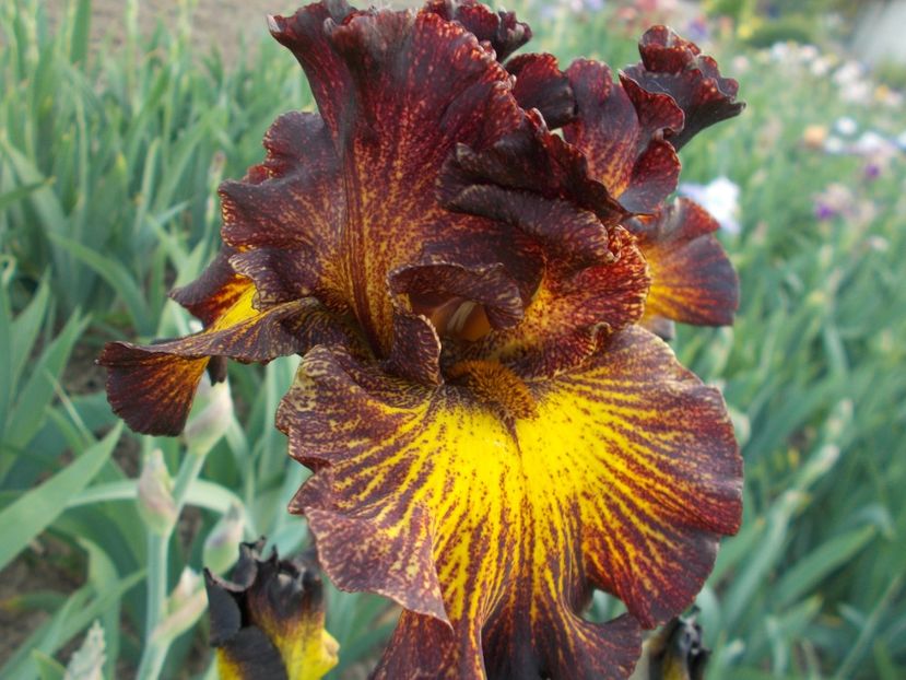  - Irisi-2018 Barbata Elatior si Intermedia