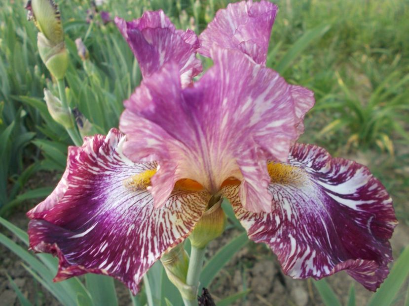  - Irisi-2018 Barbata Elatior si Intermedia