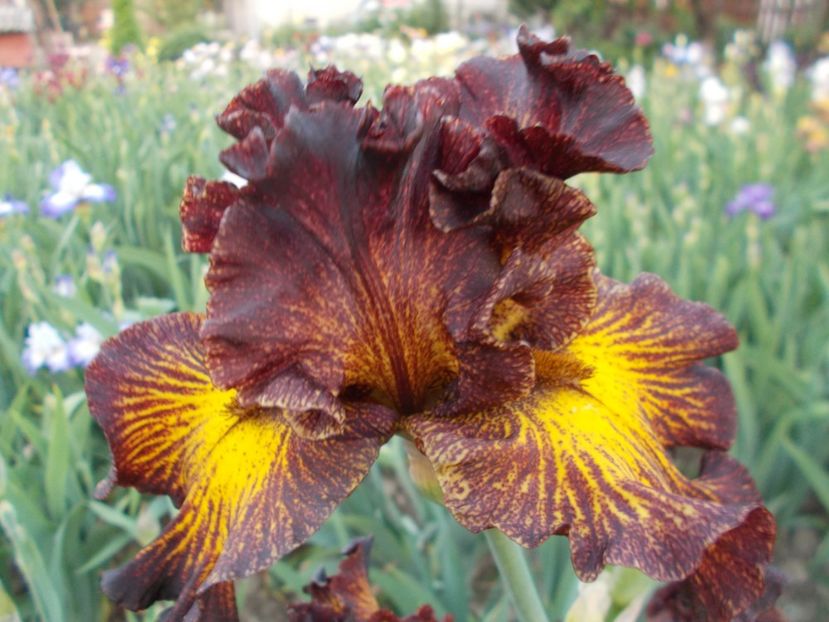  - Irisi-2018 Barbata Elatior si Intermedia