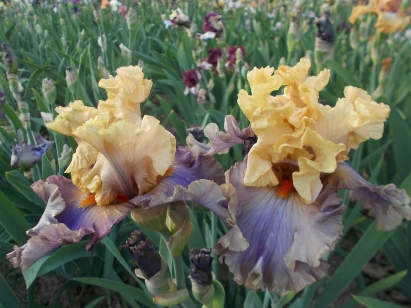  - Irisi-2018 Barbata Elatior si Intermedia