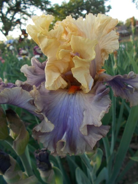  - Irisi-2018 Barbata Elatior si Intermedia