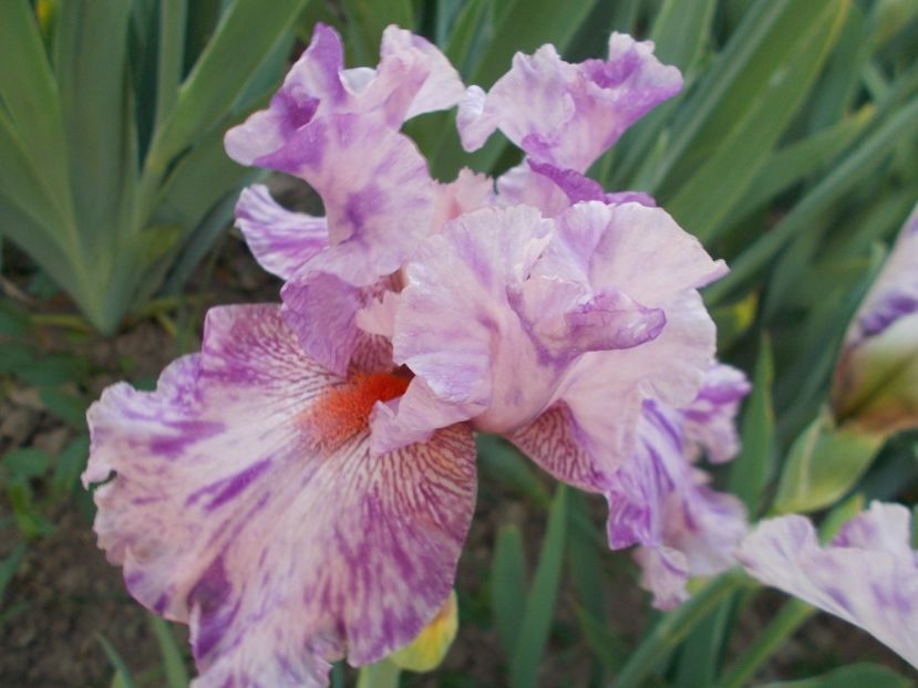 ISN'T THIS SOMETHING - Irisi-2018 Barbata Elatior si Intermedia