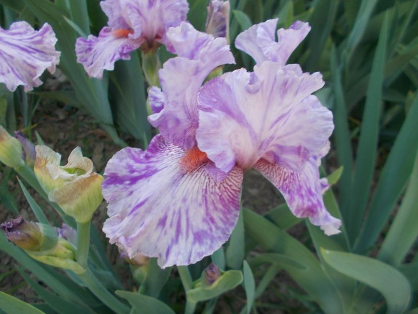 - Irisi-2018 Barbata Elatior si Intermedia