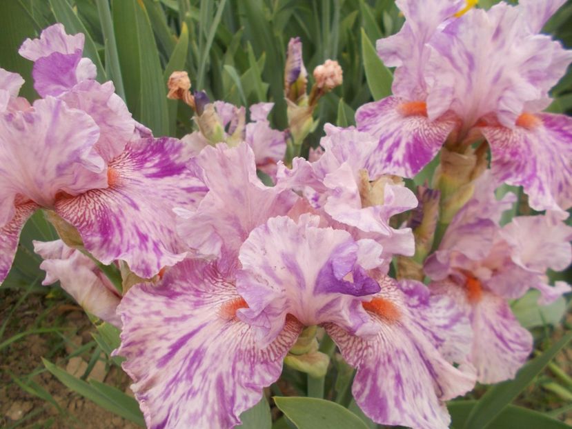  - Irisi-2018 Barbata Elatior si Intermedia