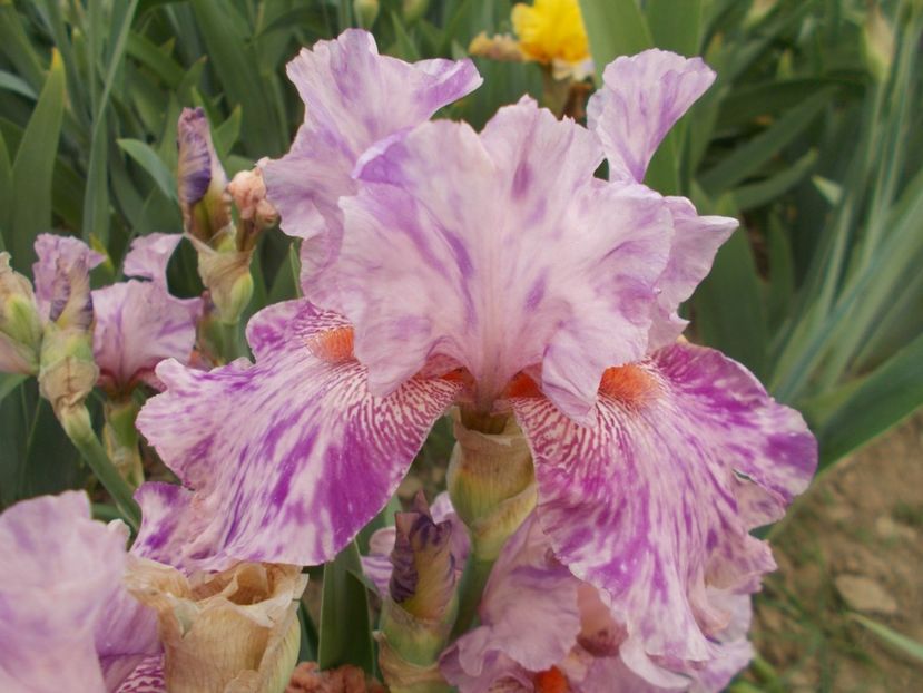  - Irisi-2018 Barbata Elatior si Intermedia