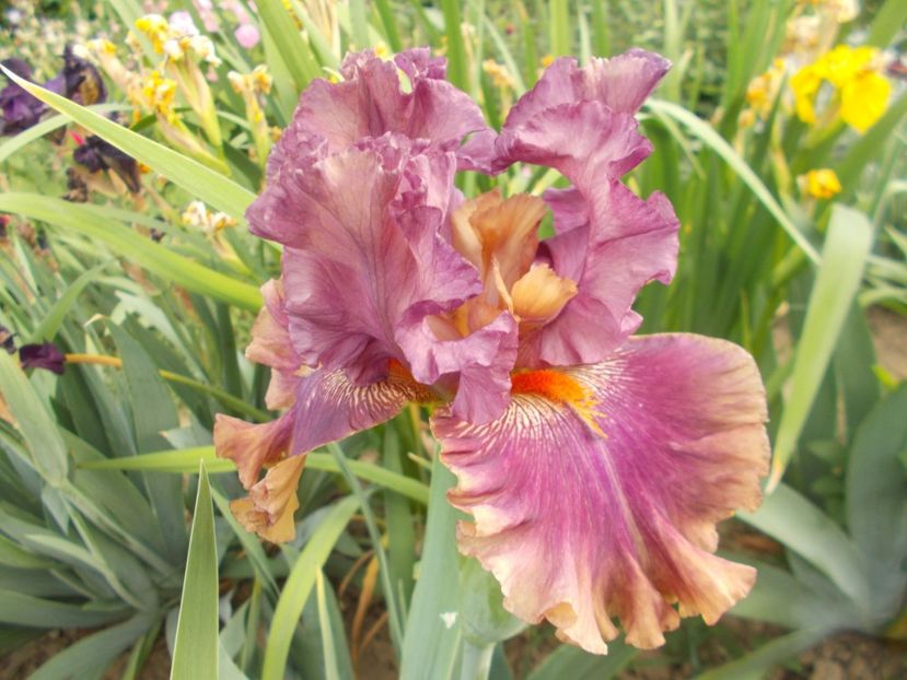 FLY YOUR COLORS - Irisi-2018 Barbata Elatior si Intermedia