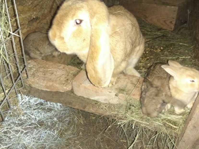 18 zile - 01 Cuib 25 04 2018