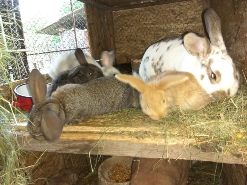 33 zile - 01 Cuib 12 04 2018