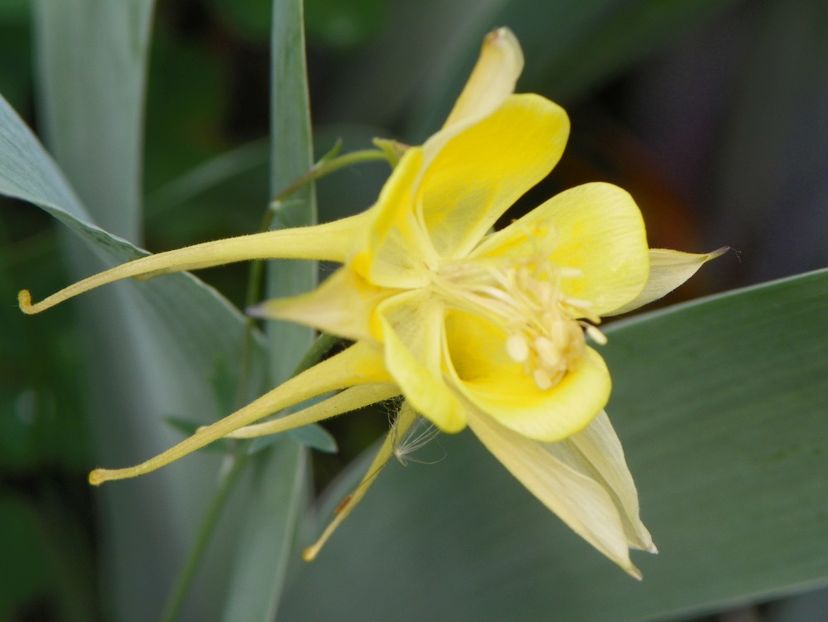 10 mai (32) - Aquilegia 2018