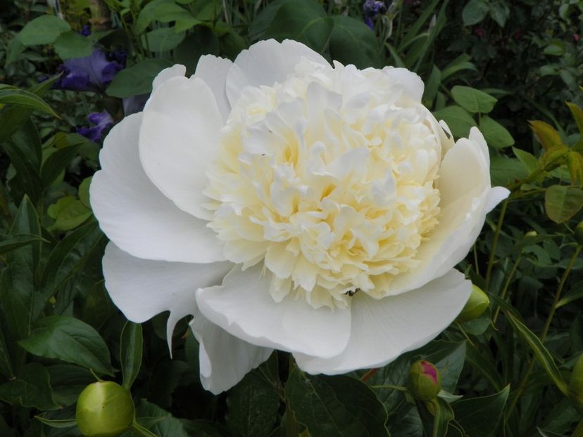 10 mai (79) - Bujori 2018