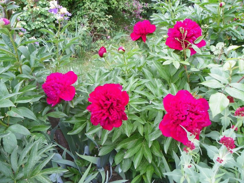 10 mai (93) - Bujori 2018