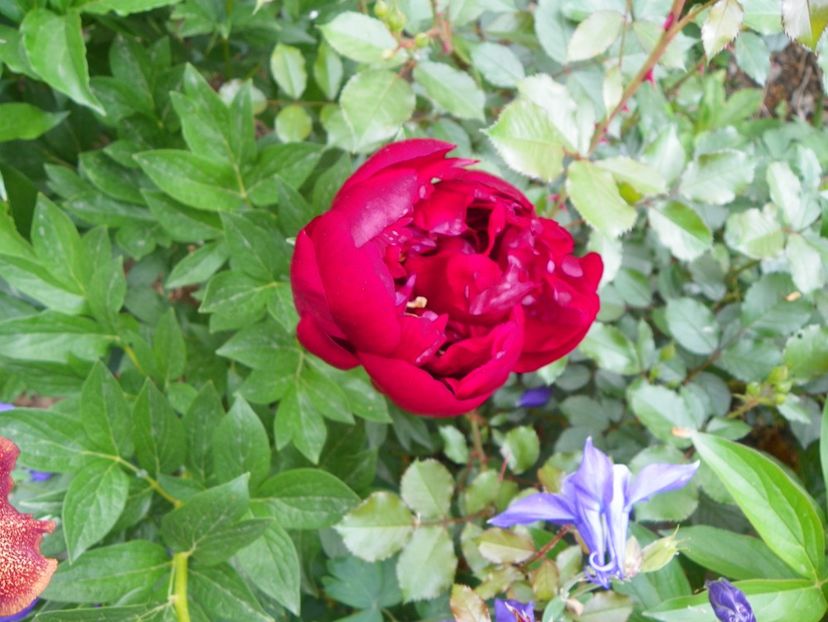 10 mai (145) - Bujori 2018