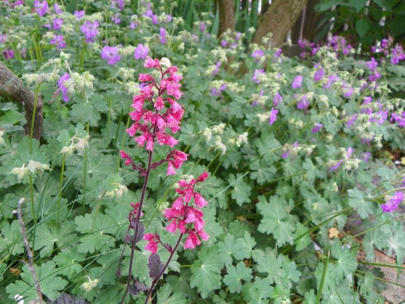 10 mai (61) - Geranium 2018