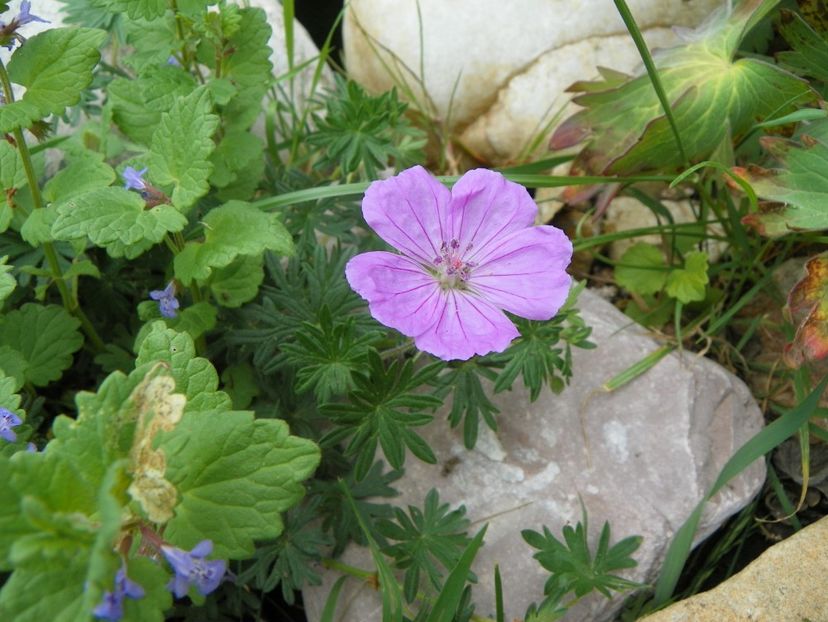 10 mai (67) - Geranium 2018