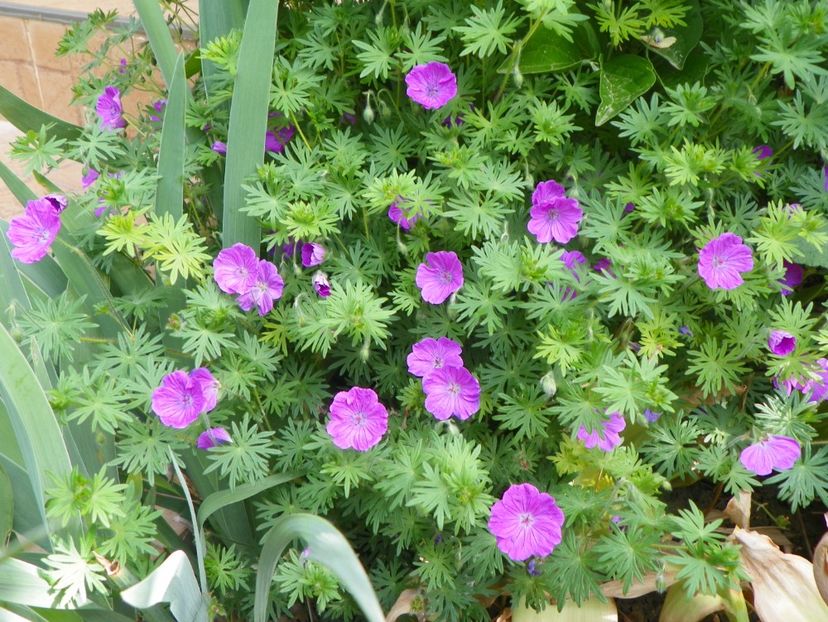 10 mai (157) - Geranium 2018