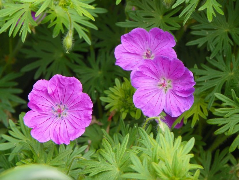 10 mai (158) - Geranium 2018