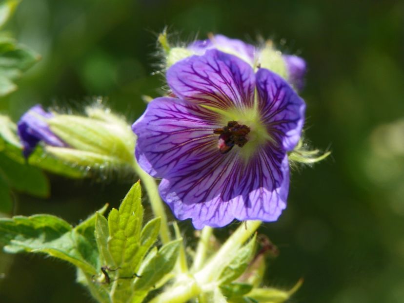 10 mai (160) - Geranium 2018