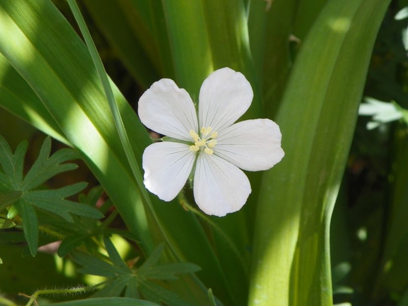 10 mai (199) - Geranium 2018