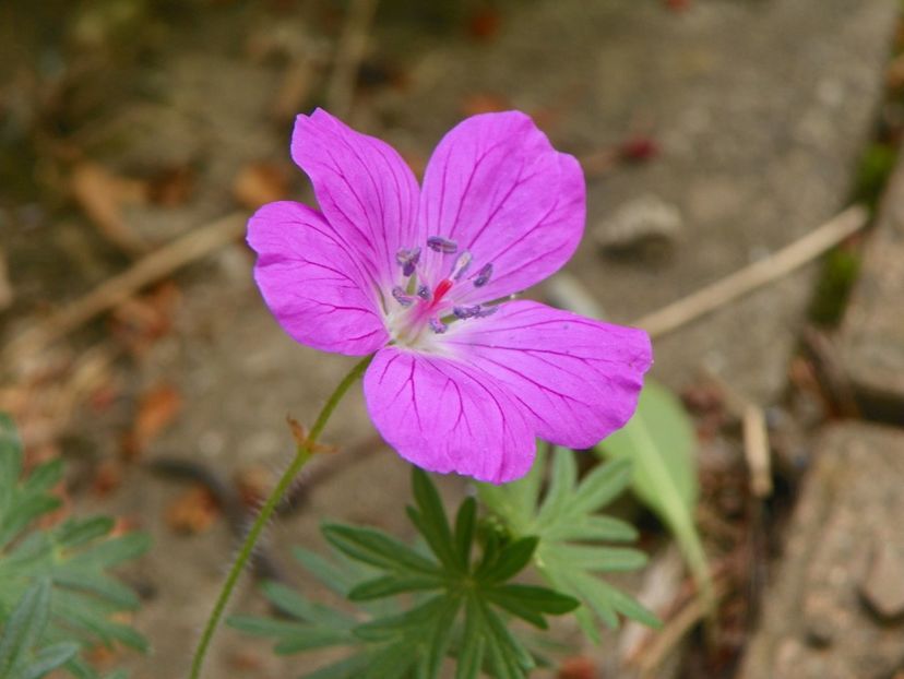 10 mai (200) - Geranium 2018