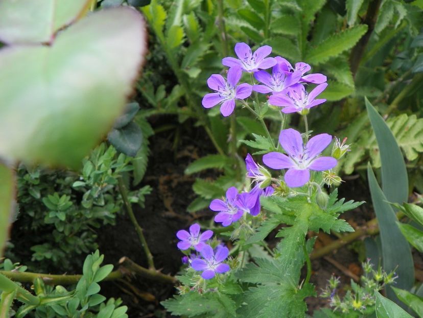 10 mai (202) - Geranium 2018