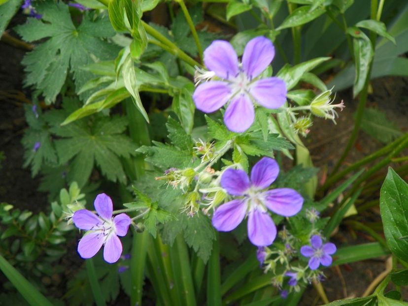 10 mai (203) - Geranium 2018