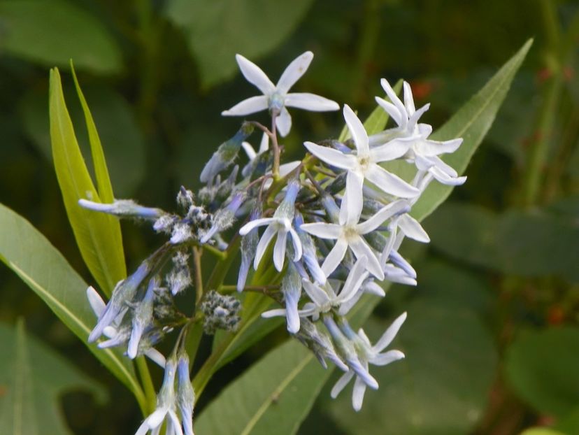 10 mai (120) - Primavara 2018