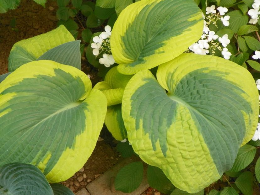 10 mai (141) - Primavara 2018