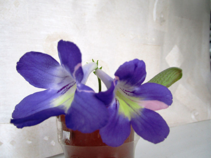 Br. Party Girl(14-05-2018) - Streptocarpusi 2018