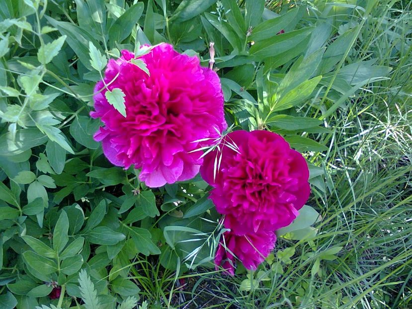 Fotografie3842 - 2018 ANIVERSARE 39 de ani FLAVIU