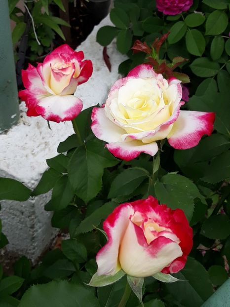 (30) Double Deligh - 00Trandafiri 2018