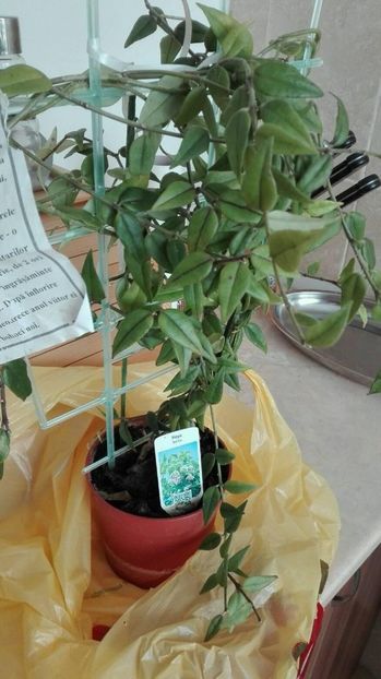 32423255_1645068832227799_1601153061940625408_o - HOYA