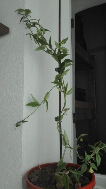 32369733_1645068782227804_6538167030380494848_o - HOYA