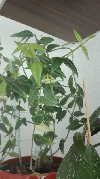 32451891_1645068792227803_8203820910445068288_o - HOYA