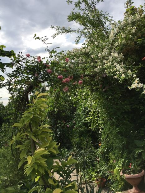 8A6C1EC5-F610-4BDB-9592-8FE44C40FB6A - Arbusti 2017 23 24