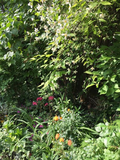 05B492F8-EA94-4F63-89AE-C2016E104FAA - Arbusti 2017 23 24