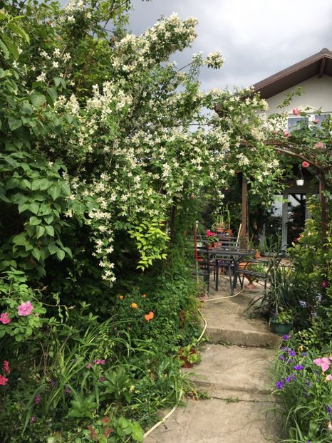 84B9F87C-F300-49BA-8AA6-8221A378255E - Arbuști 2018