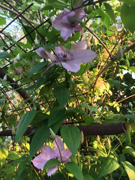 7A6CC89B-16A6-424D-B8FD-6FB6C2D1B1E2 - Clematite 2018