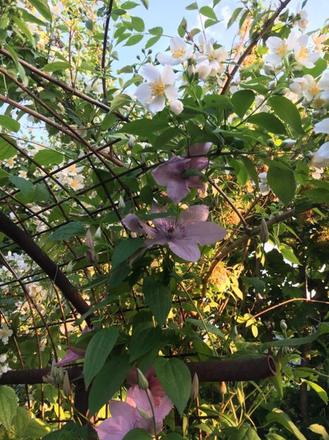 36B42575-ADB4-4C75-9F0E-CA3201053203 - Clematite 2018