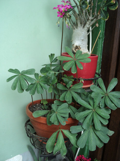 poze 2015 024 - OXALIS